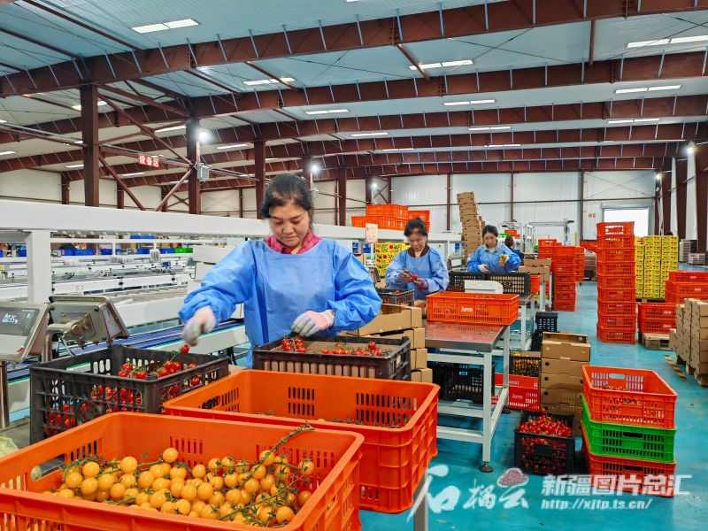 霍尔果斯现代农业科技产业园内，工人在分拣西红柿。逯风暴摄
